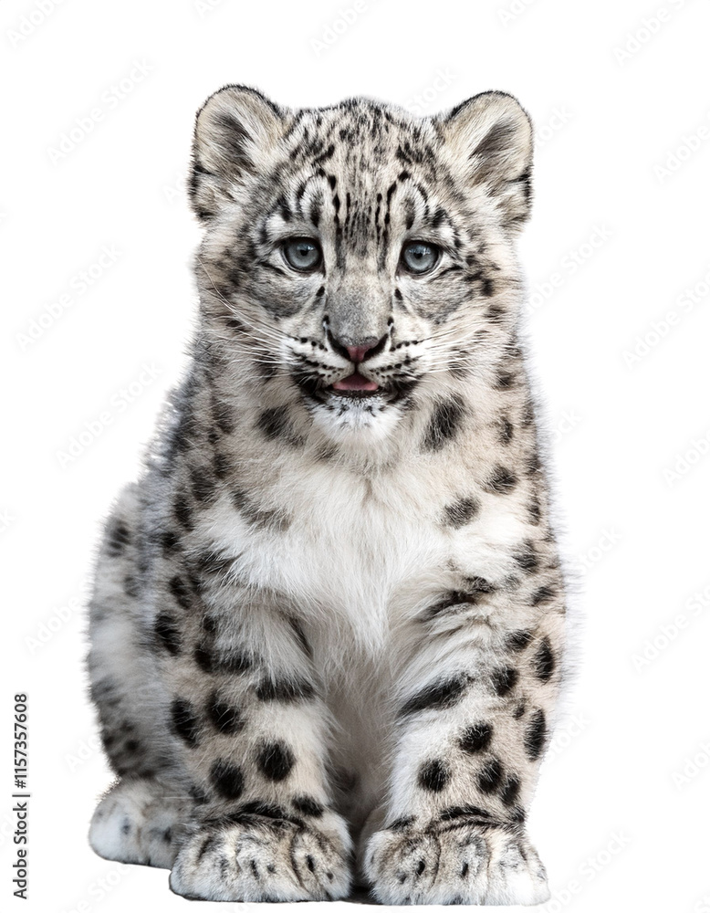 ユキヒョウの子供と白い背景(Snow leopard cub and white background)
ユキヒョウの子供と白い背景(Snow leopard cub and white background)