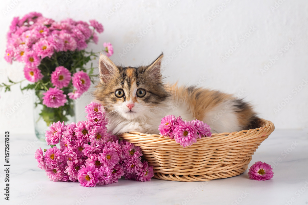 Kitten calico cat among pink flowers