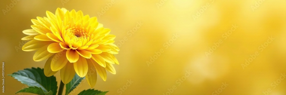 Golden hues of yellow chrysanthemum against soft, muted background, nature, flowers, blooms Golden hues of yellow chrysanthemum against soft, muted background, nature, flowers, blooms