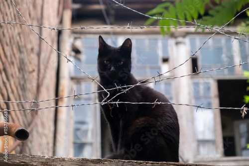 Black cat perched on a wooden ledge with barbed wire in an urban setting photo