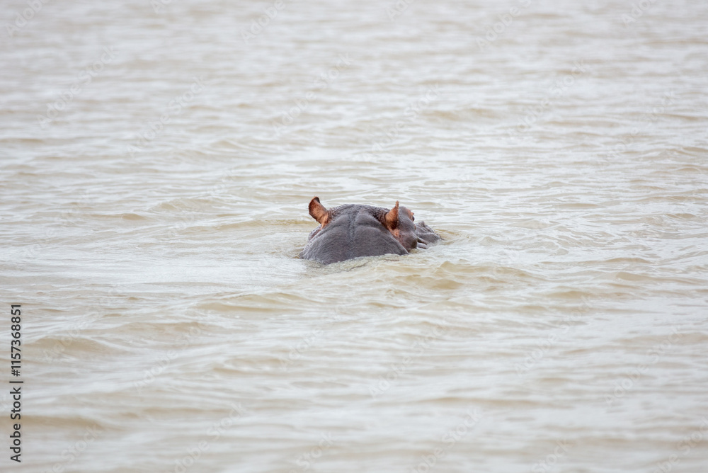Fototapeta premium Hippopotamus in the water, hippo swimming in the river, National Park, South Africa
