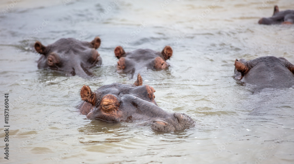 Hippopotamus in the water, hippos family swimming in the river, National Park, South Africa Hippopotamus in the water, hippos family swimming in the river, National Park, South Africa