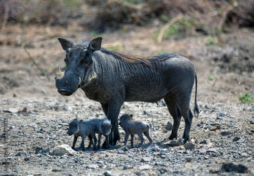 Warthog mother and three piglets in a National Park, South Africa. Phacochoerus pigs family