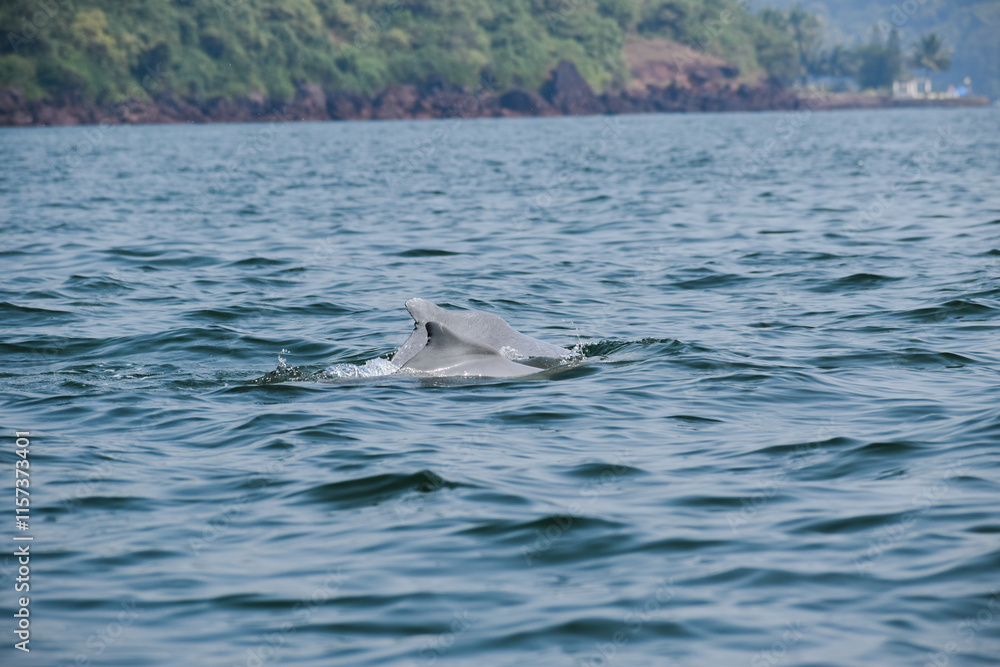 Fototapeta premium Dolphins in the sea