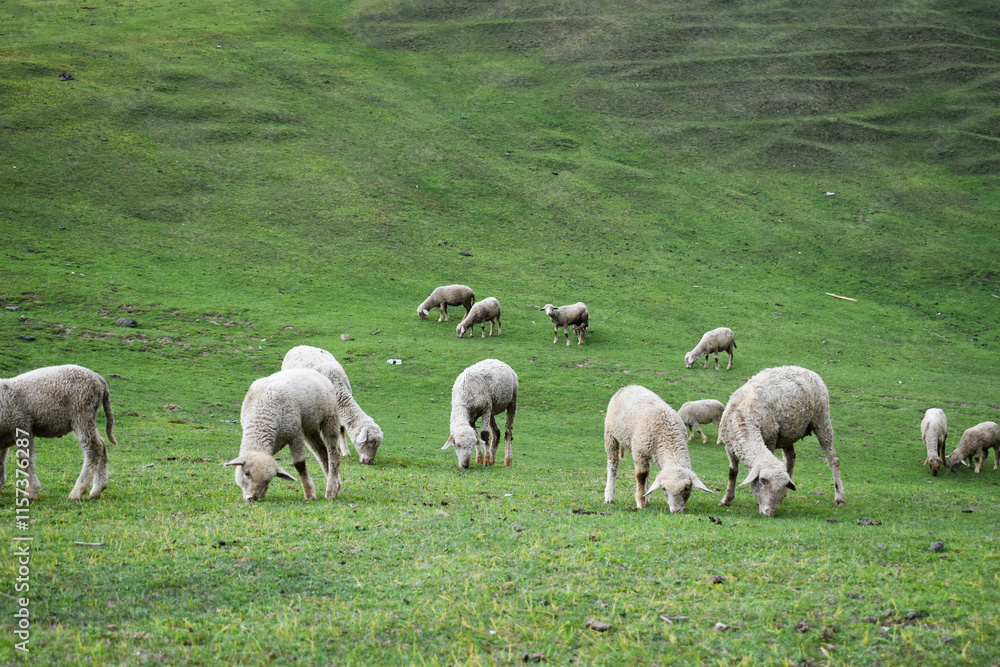 Obraz premium Flock of sheep in the field 