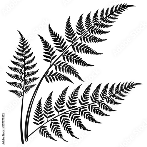 Wild Fern vector silhouette black design white background