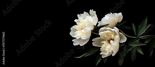 Fototapeta Naklejka Na Ścianę i Meble -  Elegant white peonies on a black background with ample space for personalized text or branding overlay in a floral design setup
