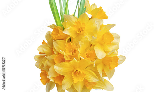 Obraz na płótnie Close-up of a bouquet of yellow daffodils. w salonie