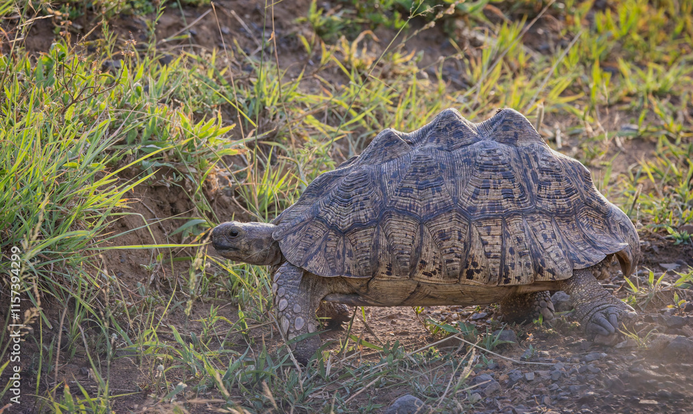 Obraz premium Close up of a Leopard Tortoise in african bush in Hluhluwe Imfolozi National Park, South Africa