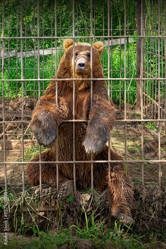 Canvas Print Save and protect the animals concept.