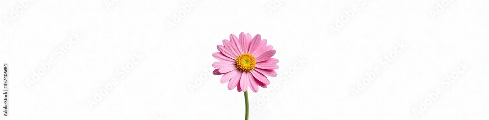 Single pink aster isolated against a pure white background, isolated, simple Single pink aster isolated against a pure white background, isolated, simple