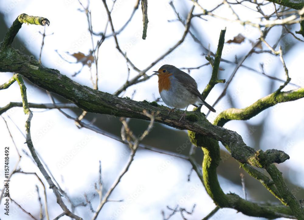 Chirping robin on a tree stump between twigs and branches, tweeting surrounded by autumn colours, Erithacus rubecula on a tree with blue background, songbird in autumn Chirping robin on a tree stump between twigs and branches, tweeting surrounded by autumn colours, Erithacus rubecula on a tree with blue background, songbird in autumn