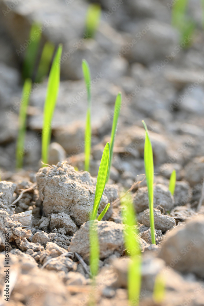 Obraz premium closeup the ripe green soil wheat stitch plant growing with leaves in the farm field with clay soft focus natural green brown background.