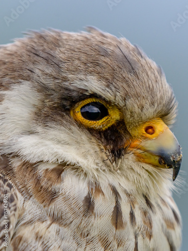 Amur falcon 