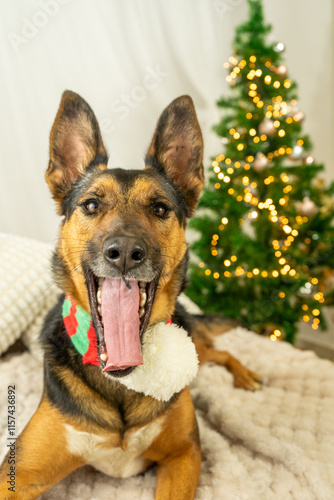 perro temática de navidad photo