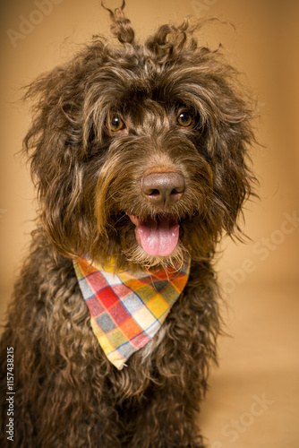 perro con pañuelo de colores