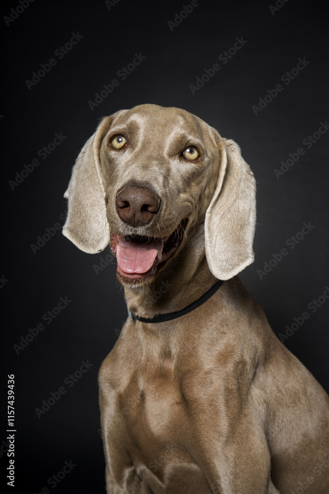 grey braco dog grey braco dog