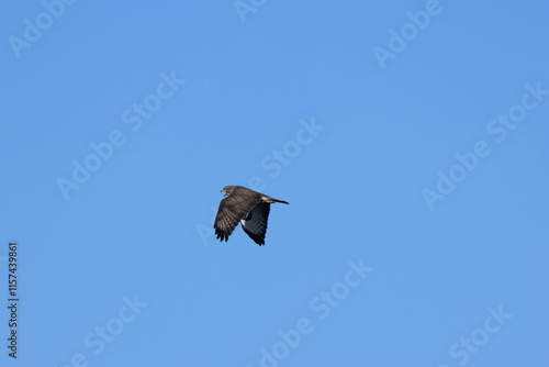 Common Buzzard (Buteo buteo), spotted over Baldoyle Racecourse, Dublin; common in Europe. photo