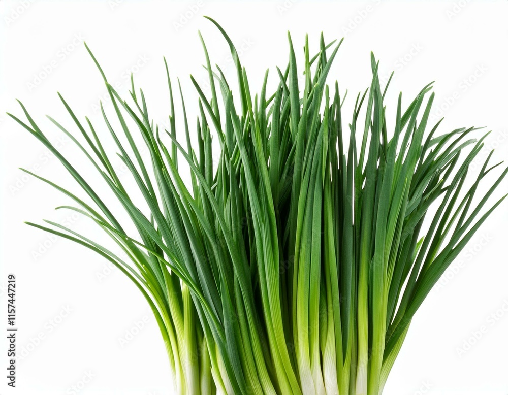 Chives flower or Chinese Chive isolated on white background. Chives flower or Chinese Chive isolated on white background.