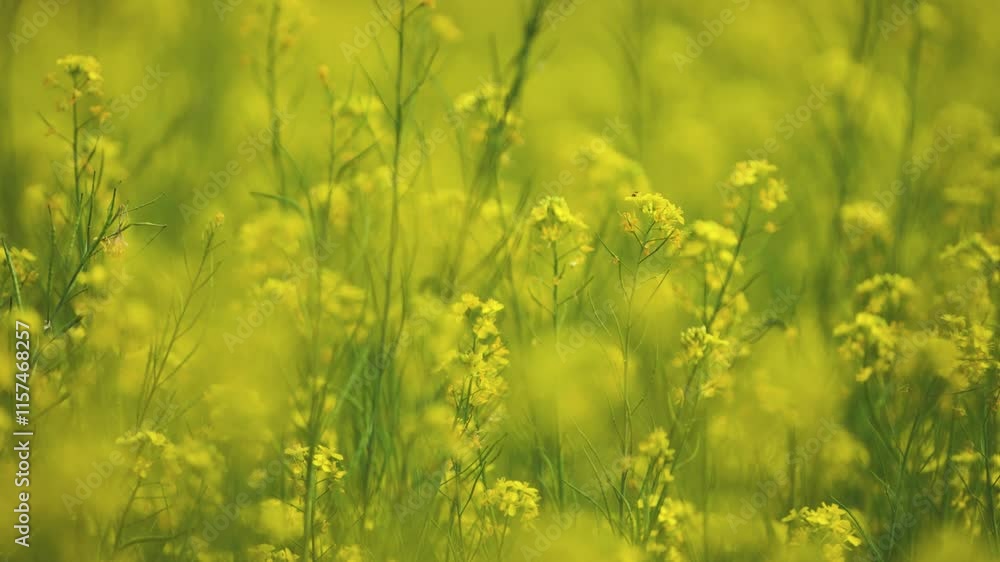 Vibrant Yellow Mustard Flowers, Blooming Mustard Field in Focus, Golden Mustard Blossoms in Spring, Nature’s Yellow Canvas of Flowers, Close-Up of Mustard Flowers Blooming Stock Video. Vibrant Yellow Mustard Flowers, Blooming Mustard Field in Focus, Golden Mustard Blossoms in Spring, Nature’s Yellow Canvas of Flowers, Close-Up of Mustard Flowers Blooming Stock Video.