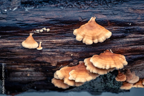 Group of Plicaturopsis crispa specimens growing on wood photo