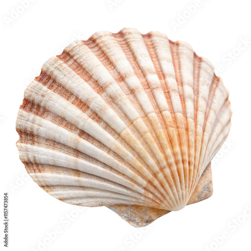 seashell isolated on white  transparent background, png photo