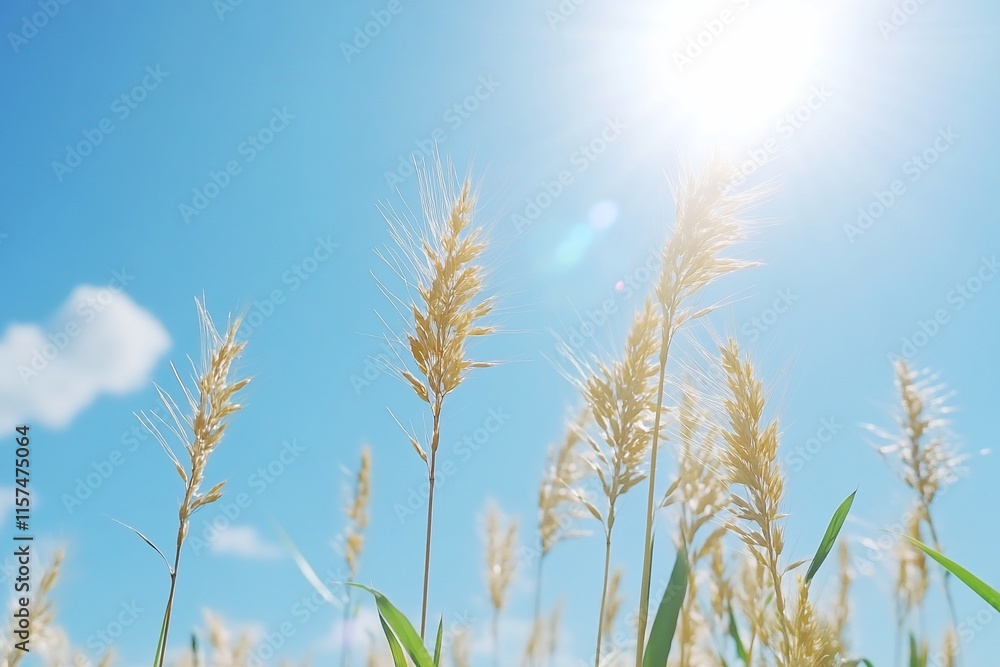 Obraz premium Sunlit wheat stalks against a clear blue sky create a serene landscape.