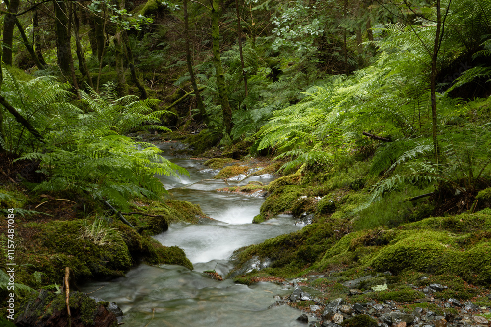 River flowing through woodland in Lake District River flowing through woodland in Lake District