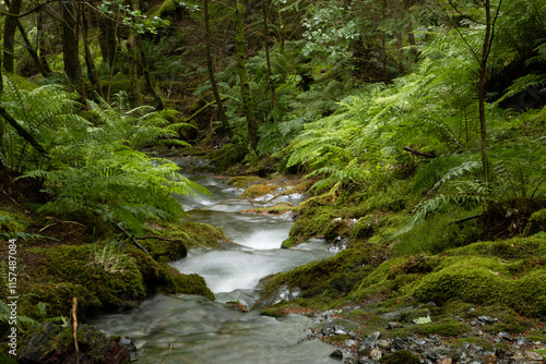 River flowing through woodland in Lake District