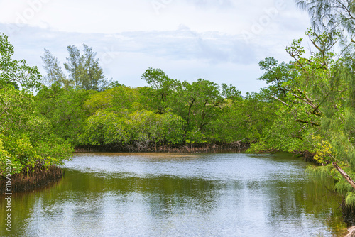 Hiking Along The Beautiful Mangrove Forest