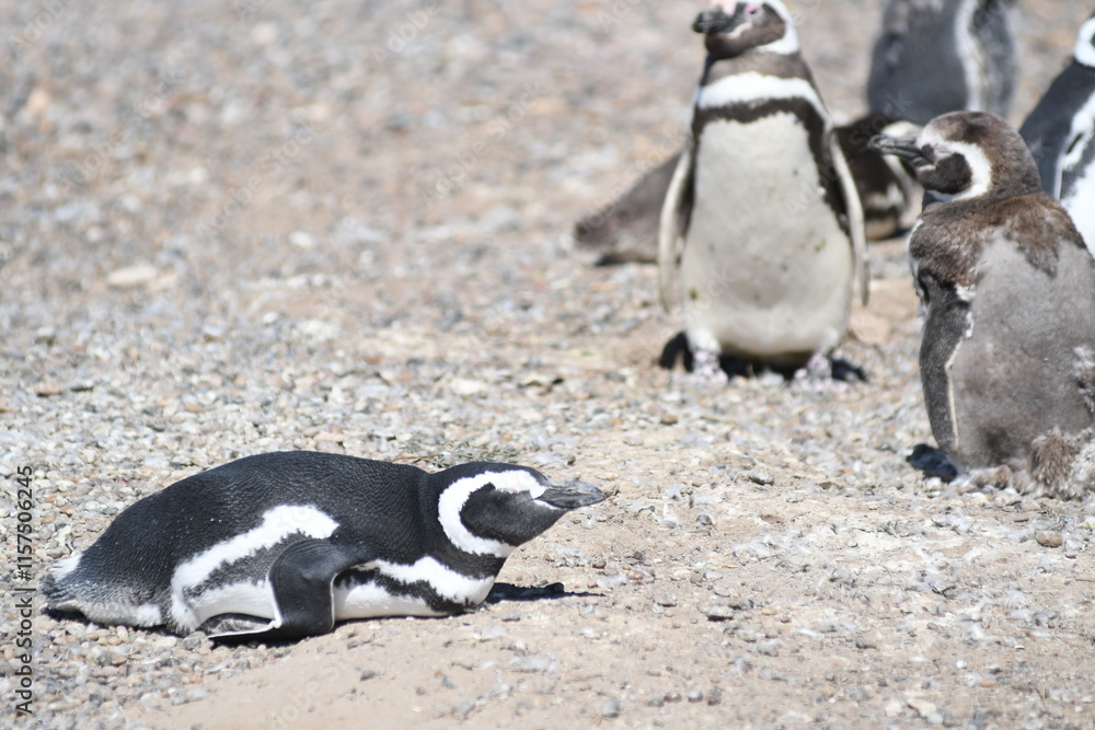 Obraz premium Pingüinos en Punta Tombo, Provincia de Chubut, Argentina