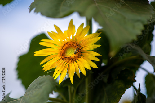 Bright sunflower basking in sunlight against a clear sky A vibrant yellow sunflower stands tall among lush green leaves, soaking in the warm sunlight on clear day, showcasing nature's beauty vitality