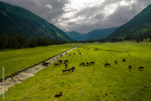 Beautiful aerial view of a pasture with cows in a mountain valley. Landscape and nature of the North Caucasus