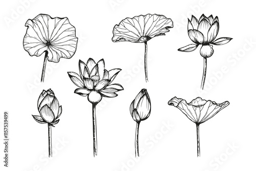 Lotus flowers and leaves sketch outline illustration set. Line art floral botany drawing in engraving style. Hand drawn vector clipart collection isolated on a white background