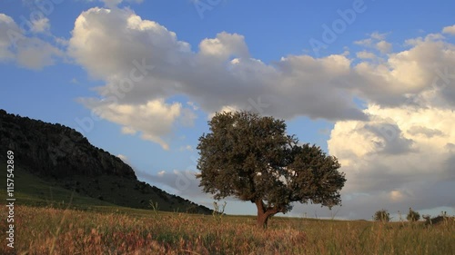 the tree in the field and the outgoing clouds