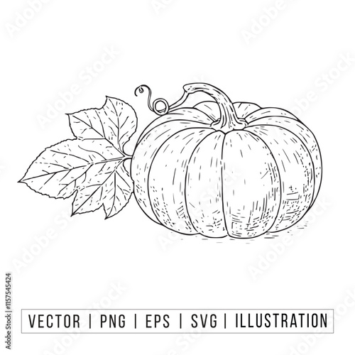 Detailed Vector Illustration of a Pumpkin with Leaf and Vine - Perfect for Autumn and Harvest Designs