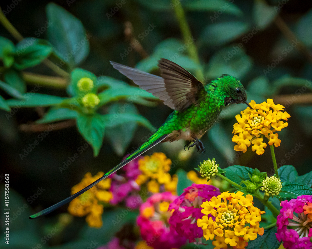 Fototapeta premium Long-tailed hummingbird 
