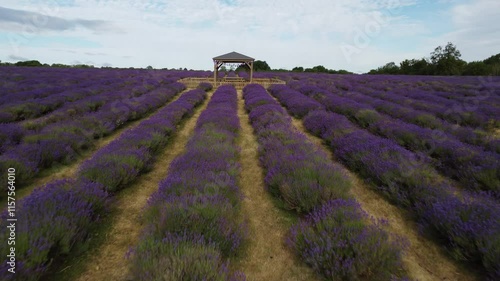 Drone flying over Mayfield Lavender Farm with gazebo in the middle in Banstead, England photo