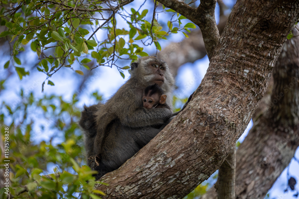 Fototapeta premium In the Sanctuary of Mauritius: A Mother Macaque's Loving Moment