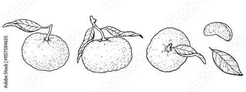 Mandarin orange sketch. Hand drawn vector illustration. Retro style. illustrations of tangerines isolated on white.