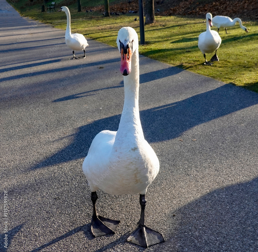 white swans on the road