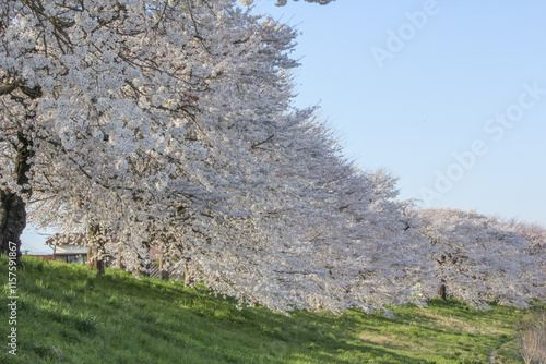 白石川堤一目千本桜 Shiroishi River Cherryblossoms