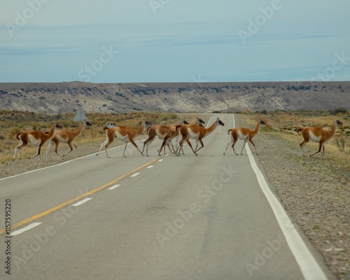 Wallpaper Mural guanacos atravessando rodovia na patagonia argentina Torontodigital.ca