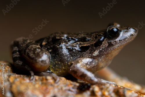 Detailed close-up of Iberian painted frog on rocky surface photo