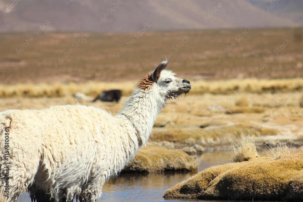 Fototapeta premium lhamas no altiplano boliviano