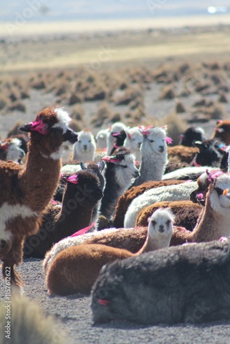 lhamas no altiplano boliviano photo