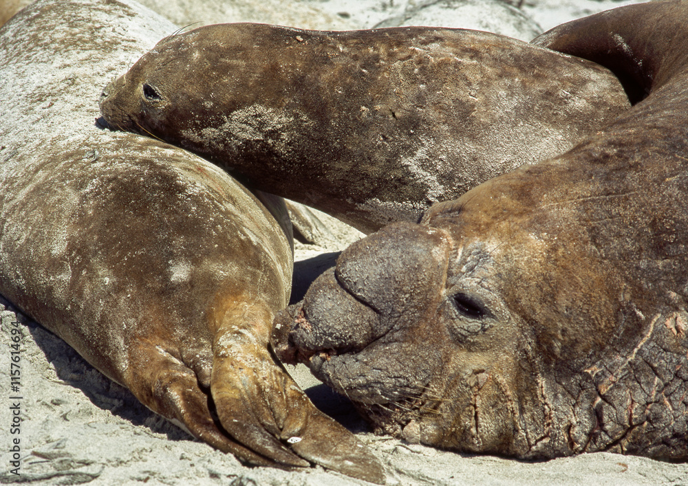 Eléphant de mer, mâle et femelle, accouplement, Mirounga leonina, Iles Falkland, Malouines Eléphant de mer, mâle et femelle, accouplement, Mirounga leonina, Iles Falkland, Malouines