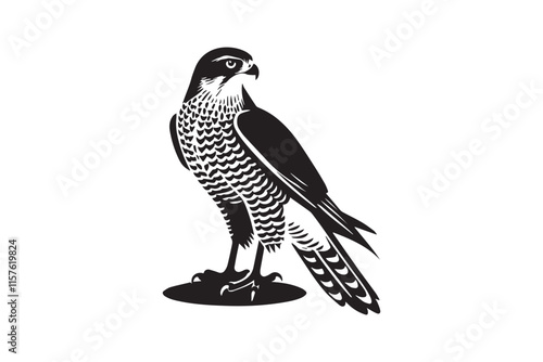 black and white falcon standing, side view clip art preview