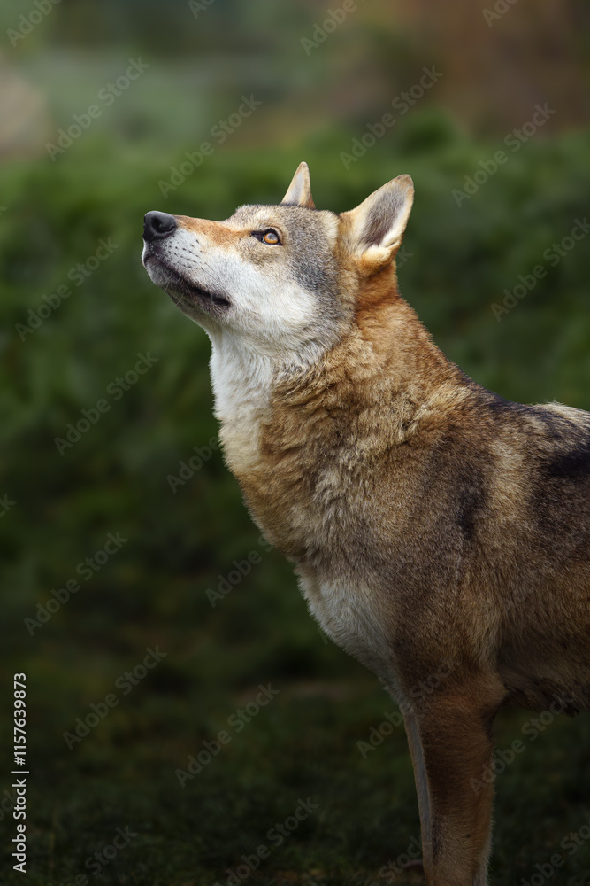 Naklejka premium Grey wolf in autumn nature