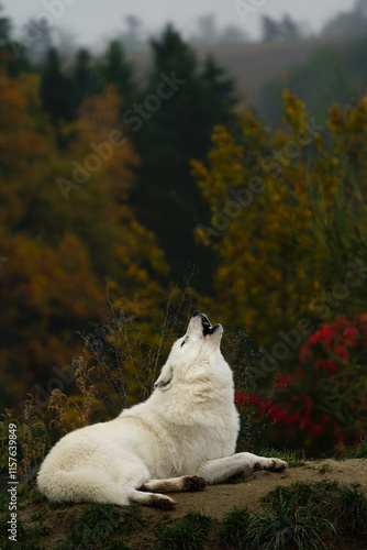Arctic wolf in autumn nature